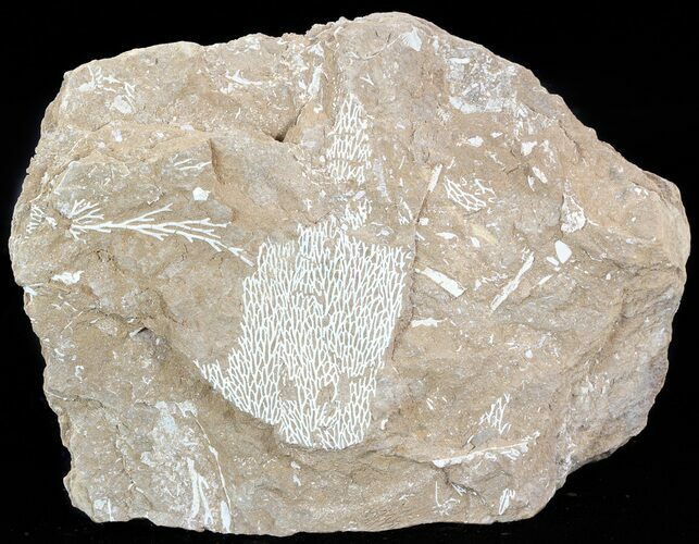 Ordovician Bryozoans (Chasmatopora) Plate - Estonia #50021